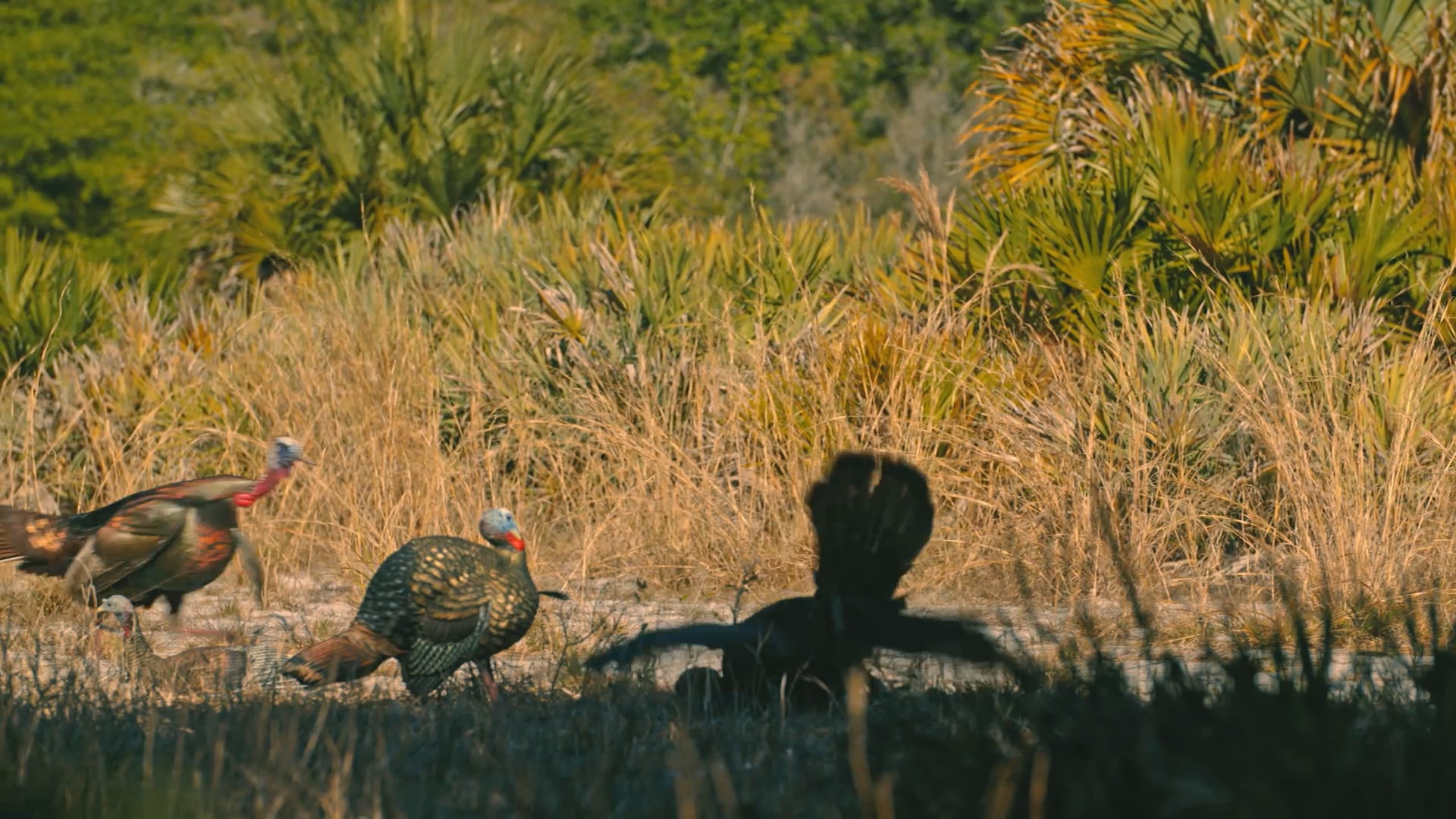 Hospitality • Avian X