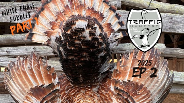 White Phase Gobbler Part 1 • Traffic ...