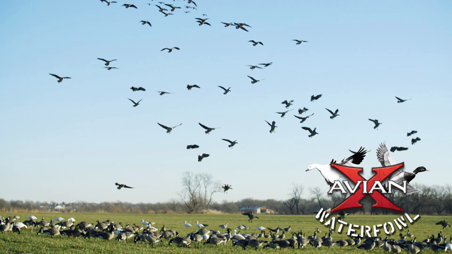 Fly Over State • Avian X Waterfowl