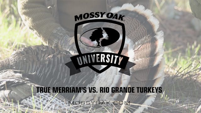 True Merriam’s vs. Rio Grande Turkeys