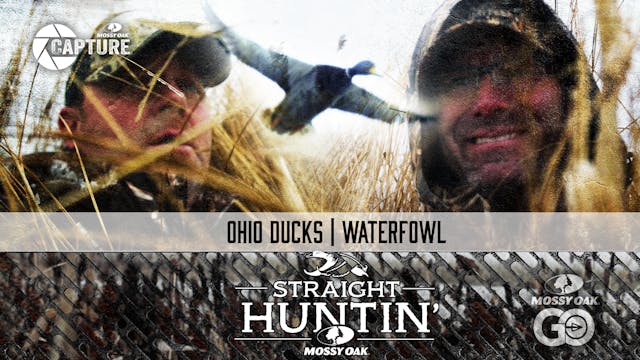 Ohio Ducks • Waterfowl • Straight Hun...