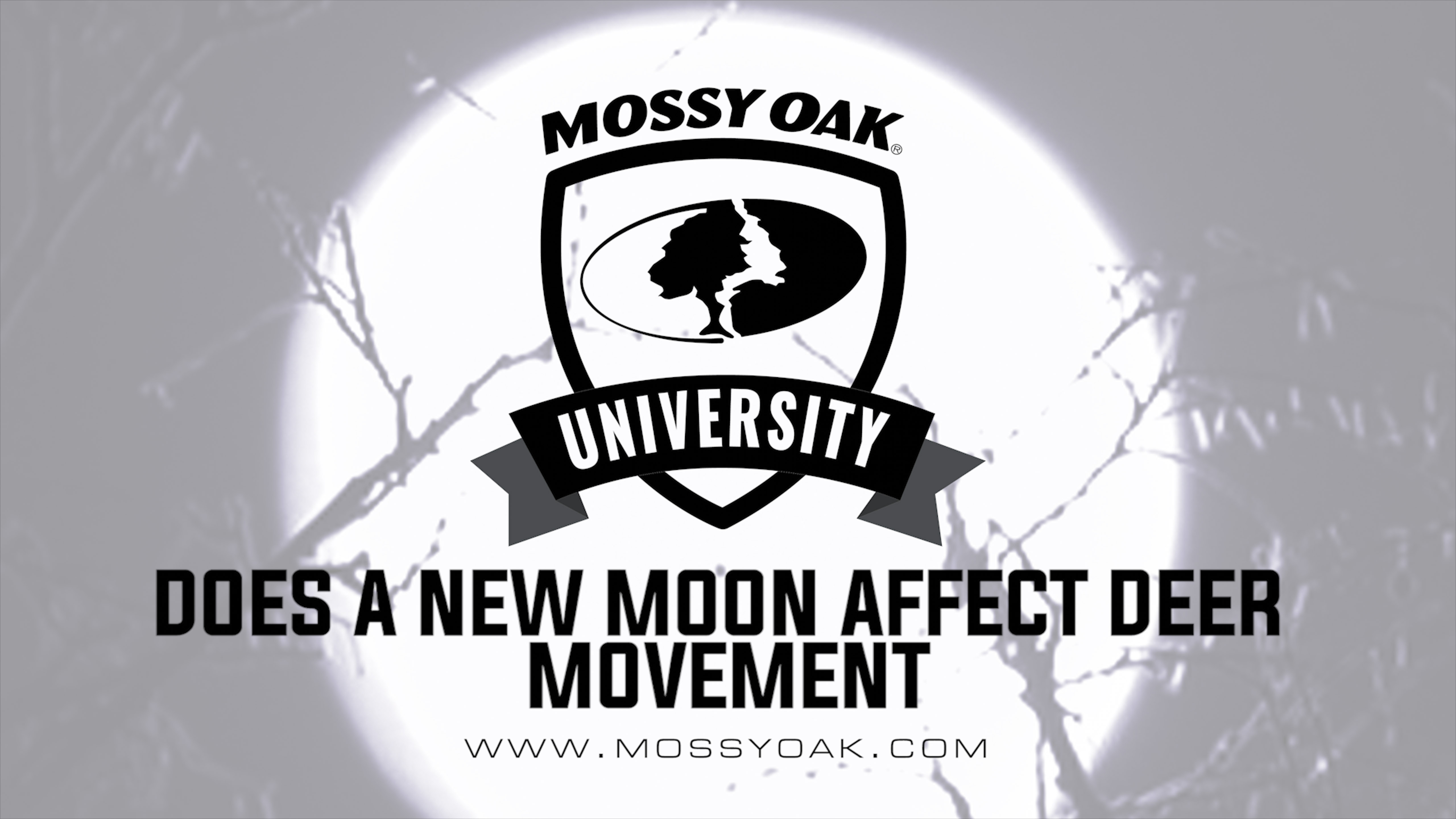 Does a New Moon Affect Deer Movement