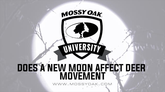 Does a New Moon Affect Deer Movement