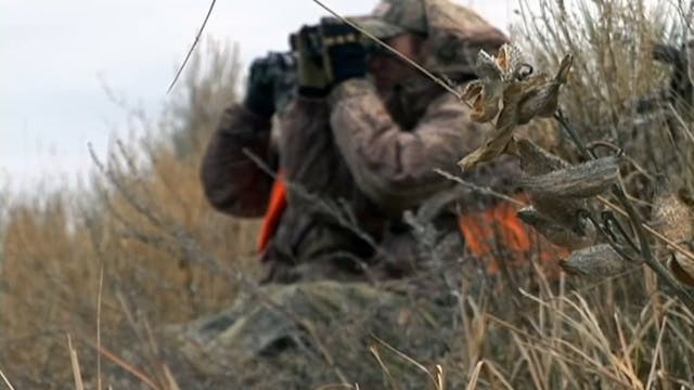 In a Rut • Whitetails in Montana