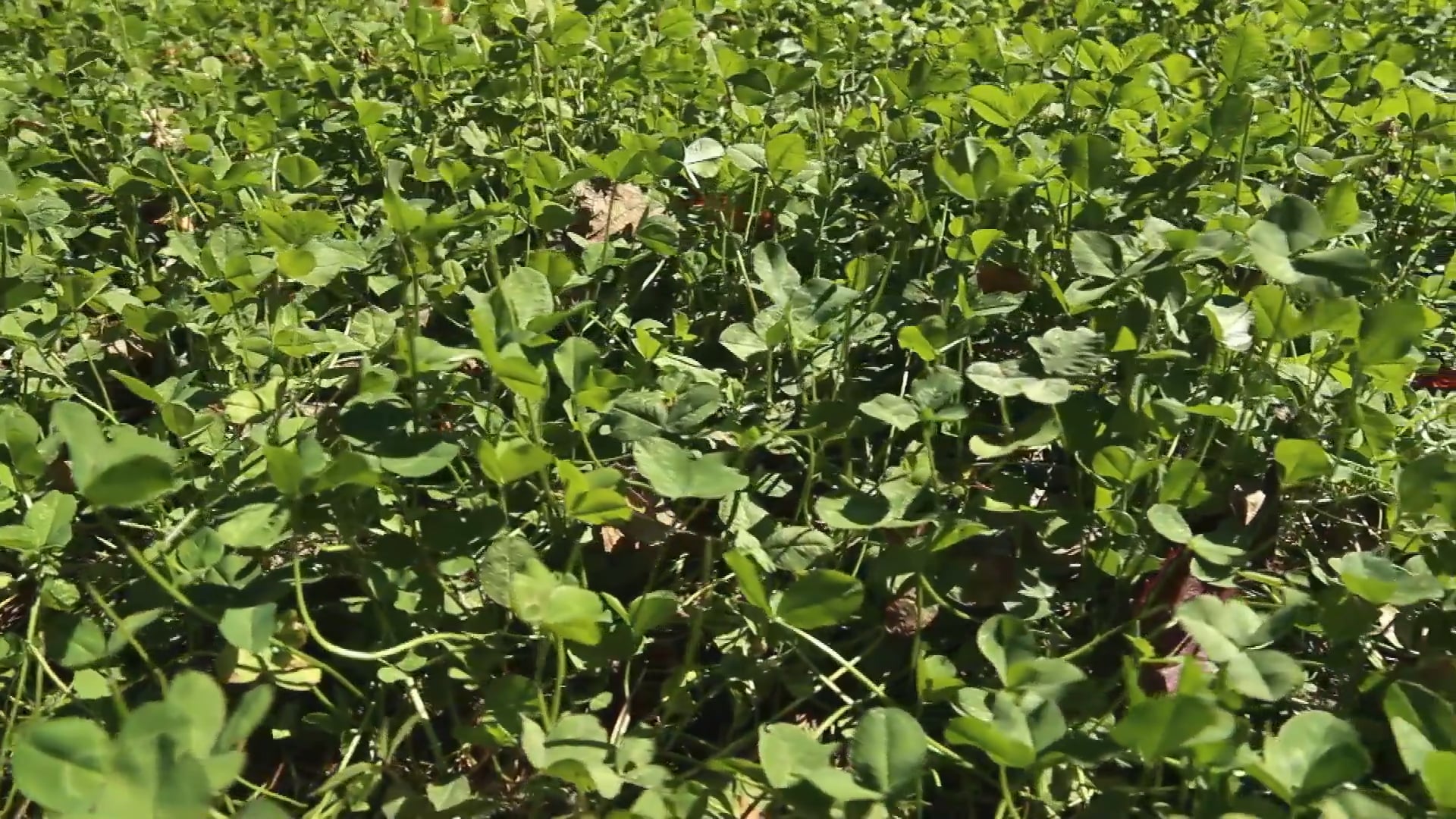 Good Luck Clover • Managing Clover Plots