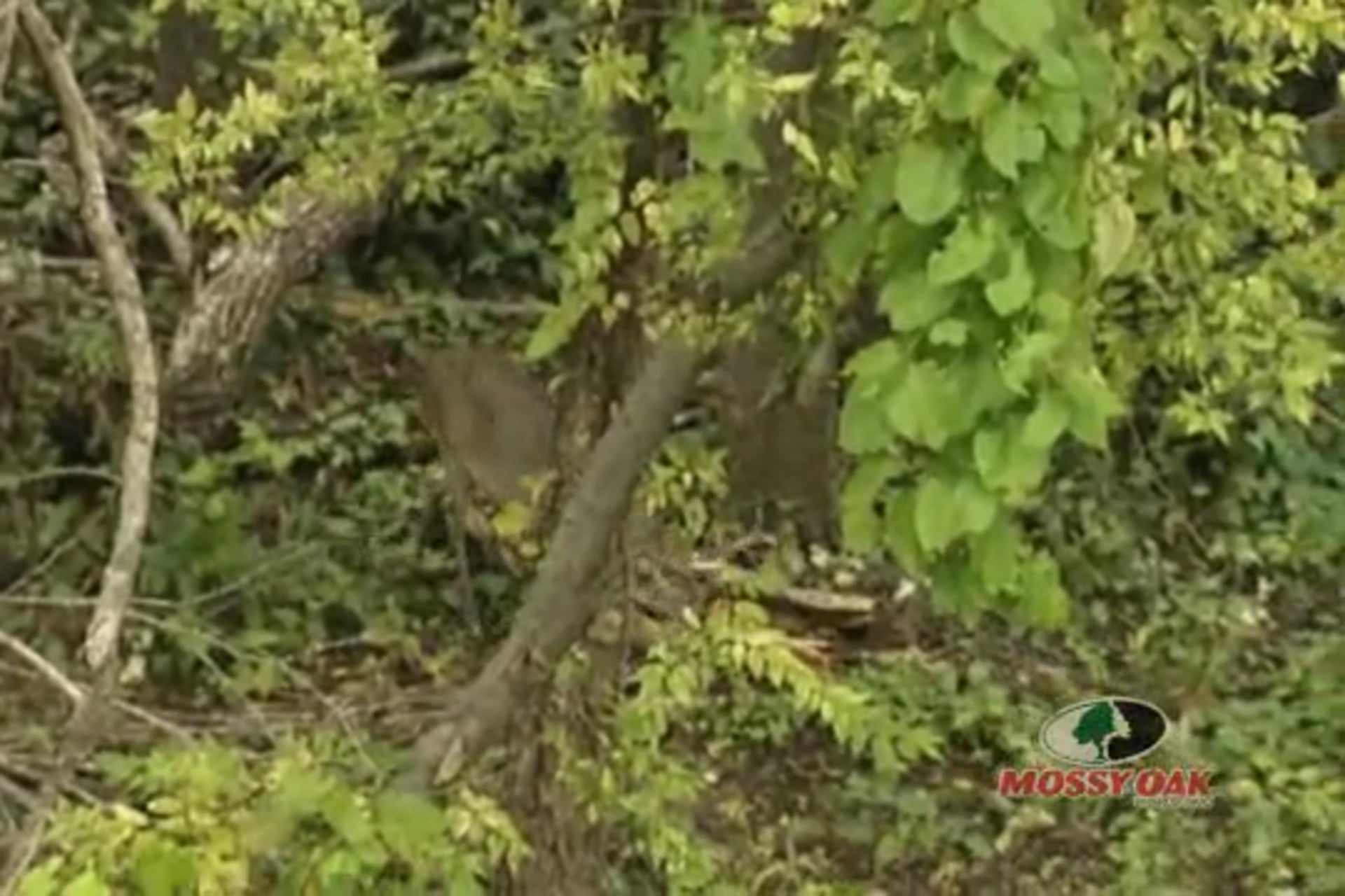 Diamonds in The Rough • Whitetail Hunt in Mississippi