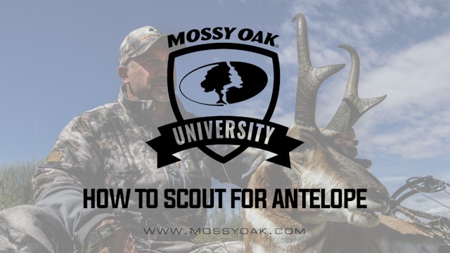 How To Scout For Antelope