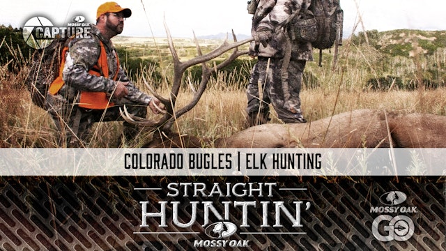 Colorado Bugles • Elk Hunting • Straight Huntin'