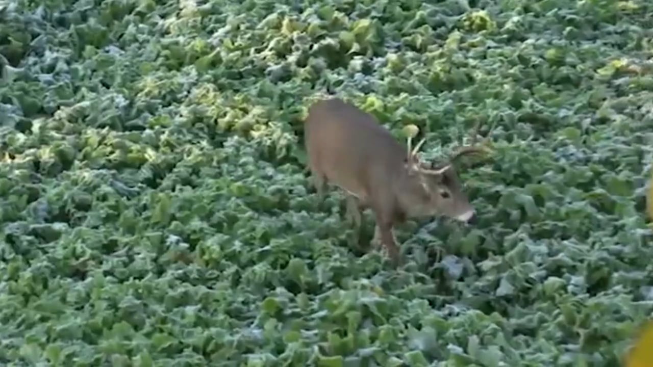 Mornings vs. Evenings with Ralph Cianciarulo • 100% Wild Podcast