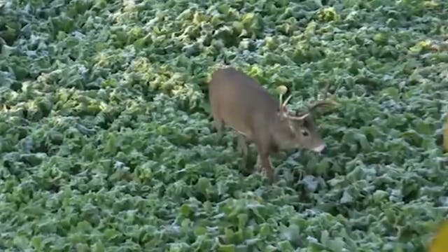 Mornings vs. Evenings with Ralph Cian...