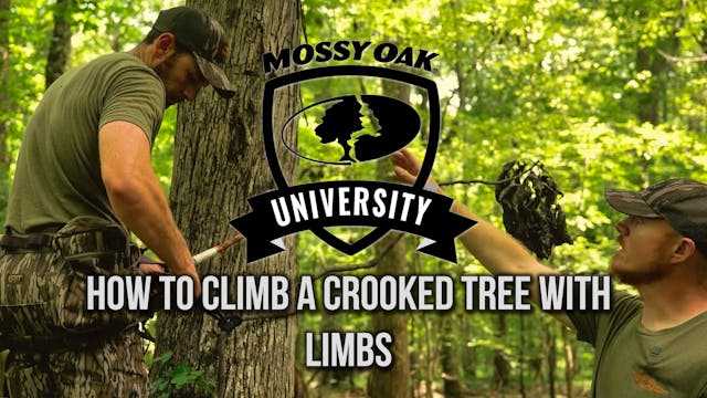 How to Climb a Crooked Tree with Limbs