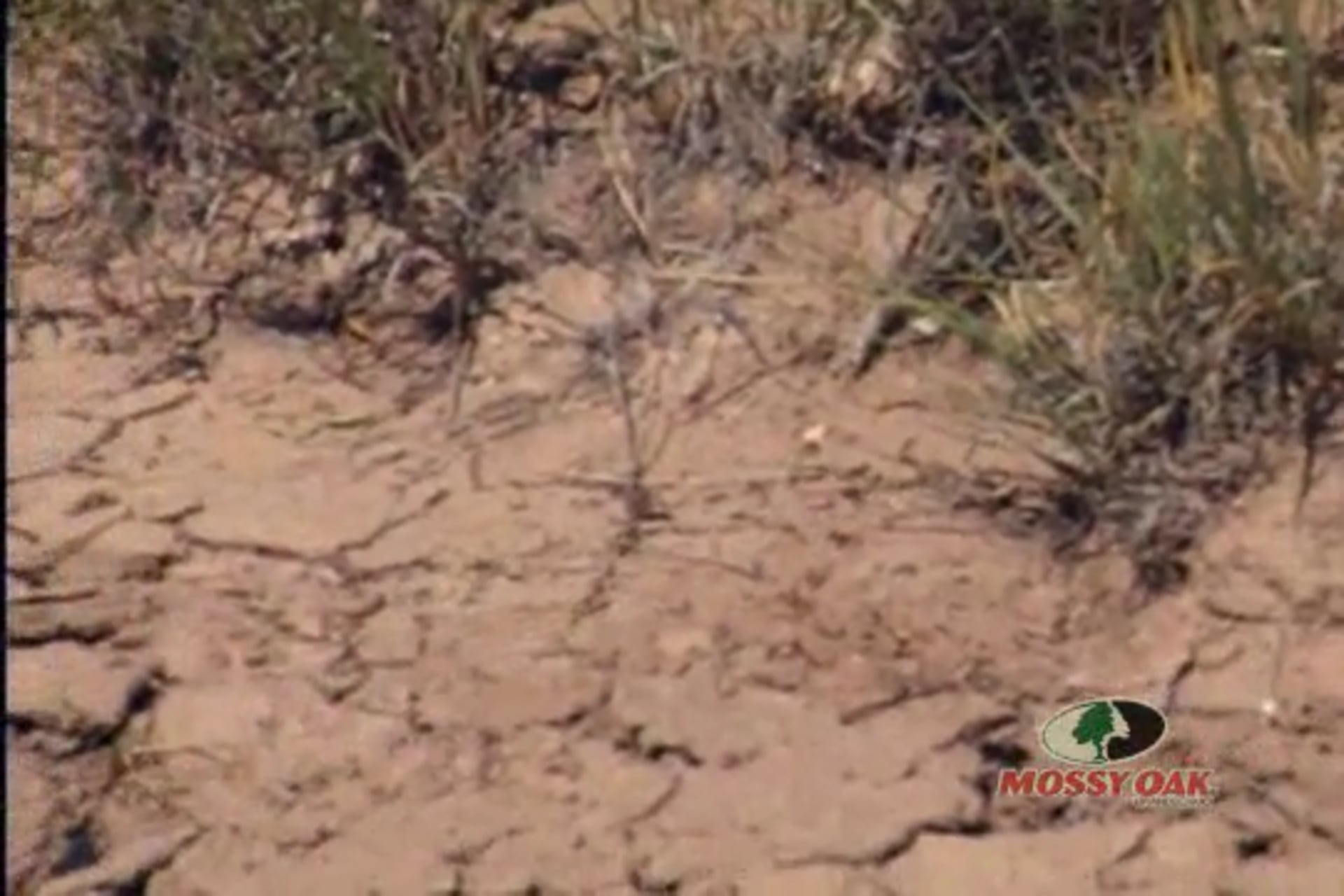 Pronghorns on the Great Plains • Hunting the Fastest Game in the West