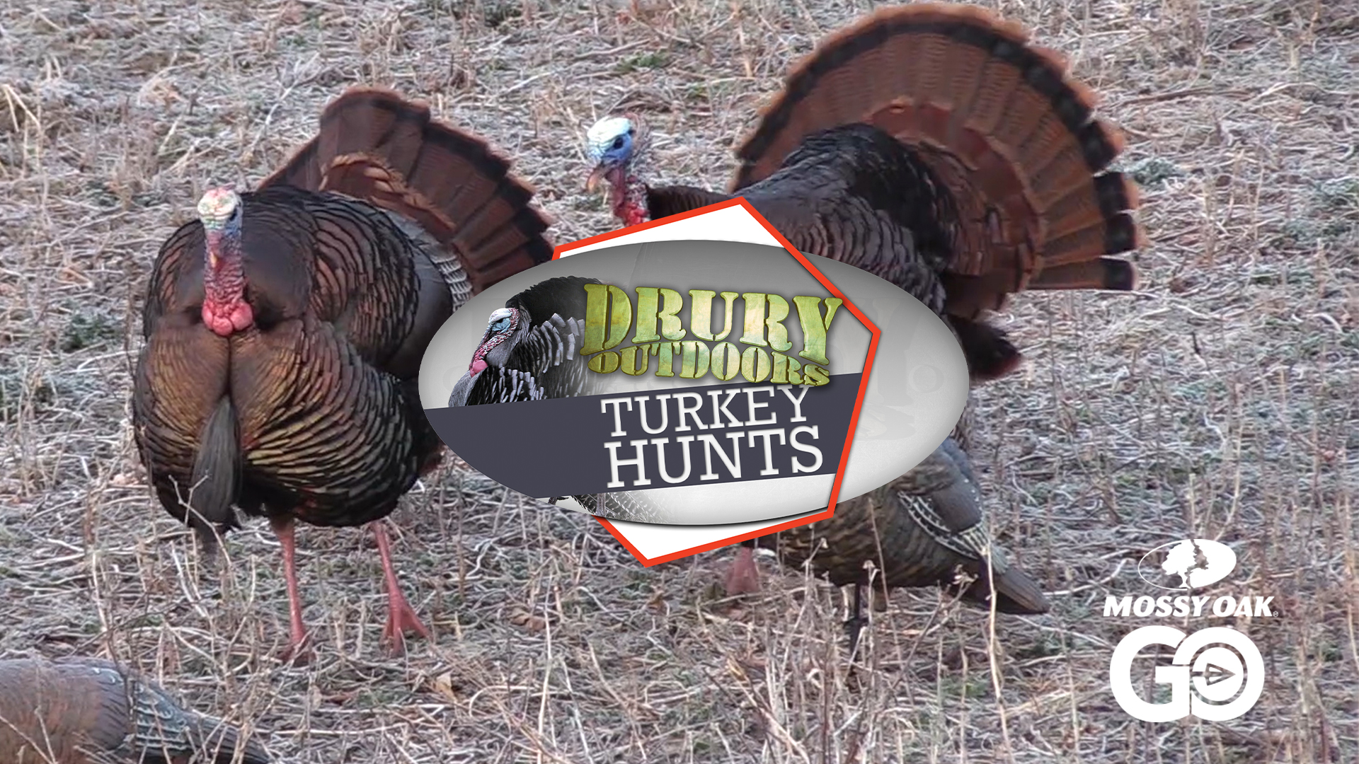 Terry Drury Dials in a Snowy Springtime Gobbler • DOD TV