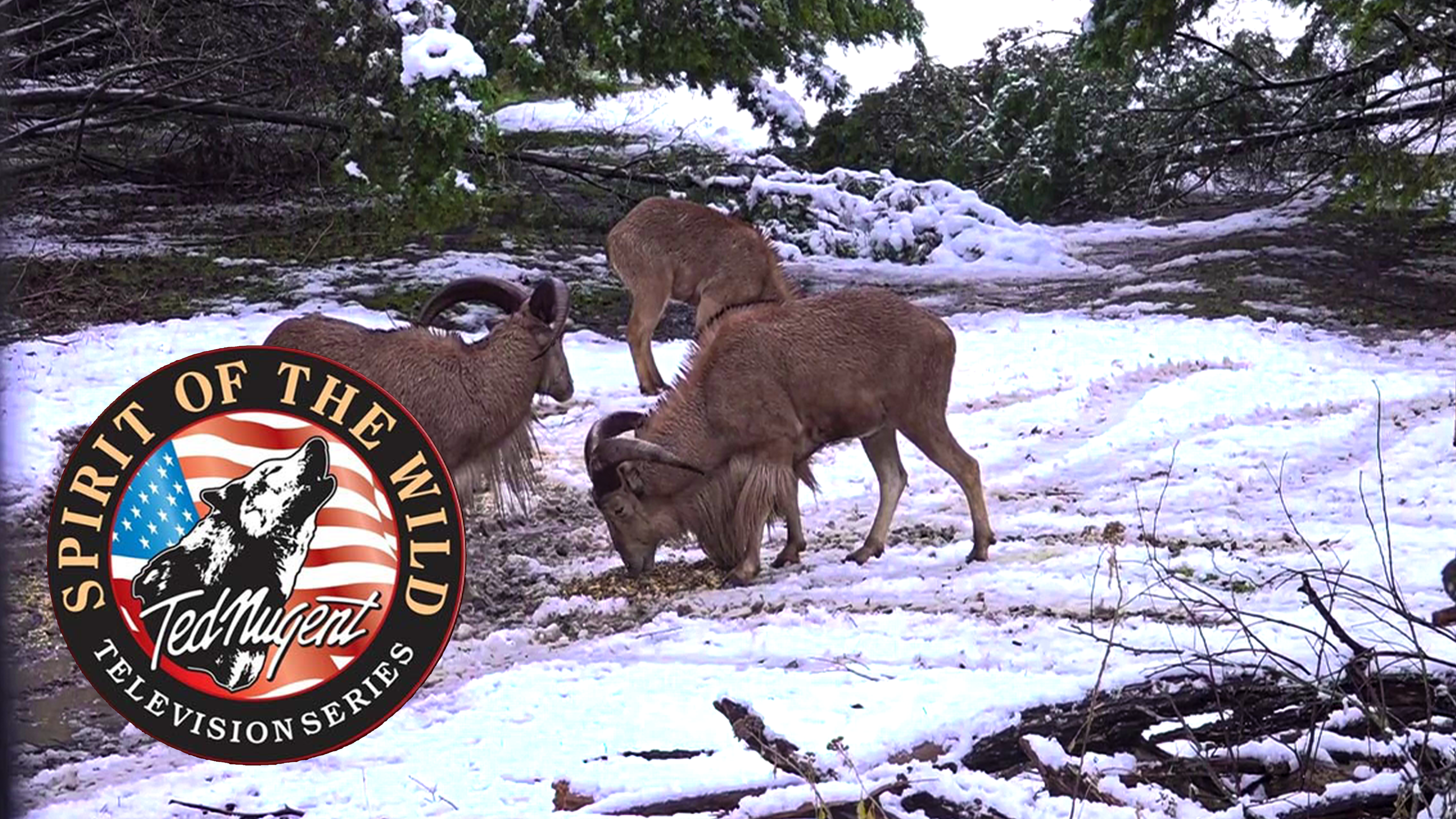 Texas Winter Wonderland • Spirit of the Wild