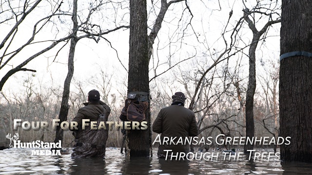 Arkansas Greenheads Through The Trees • Four For Feathers