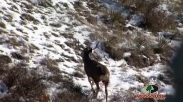 内布拉斯加州骡鹿鹿•追逐鹿在平原上