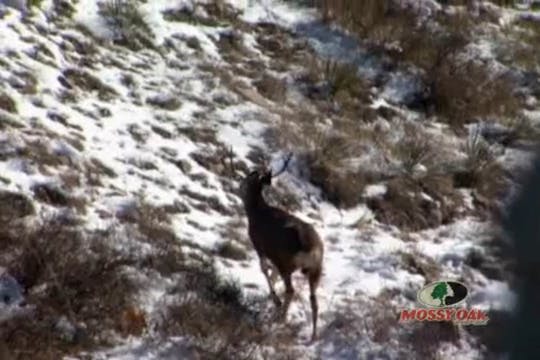 Nebraska Mule Deer Bucks • Chasing De...