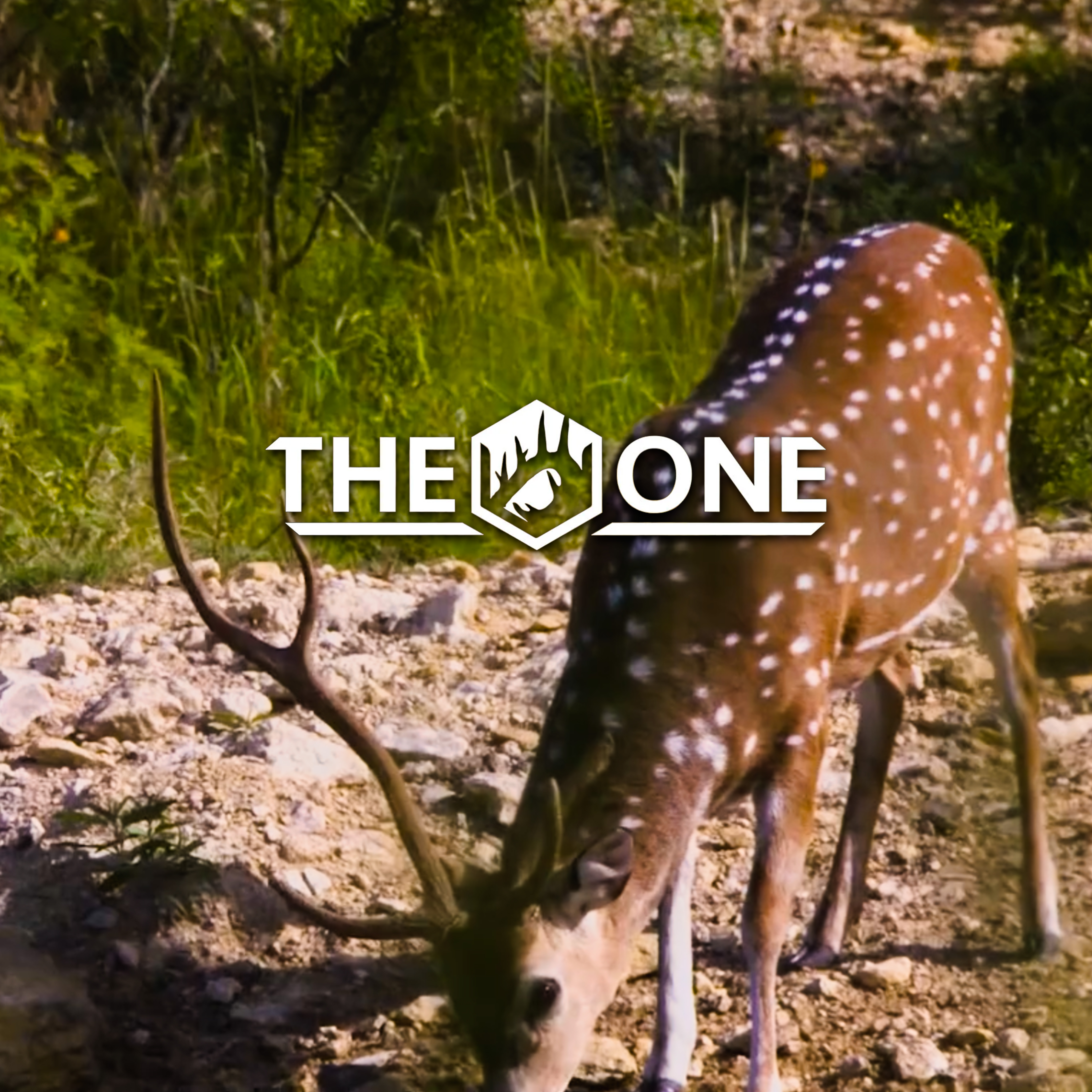 Roar • The One