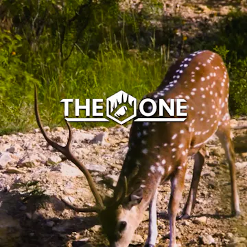 Roar • The One
