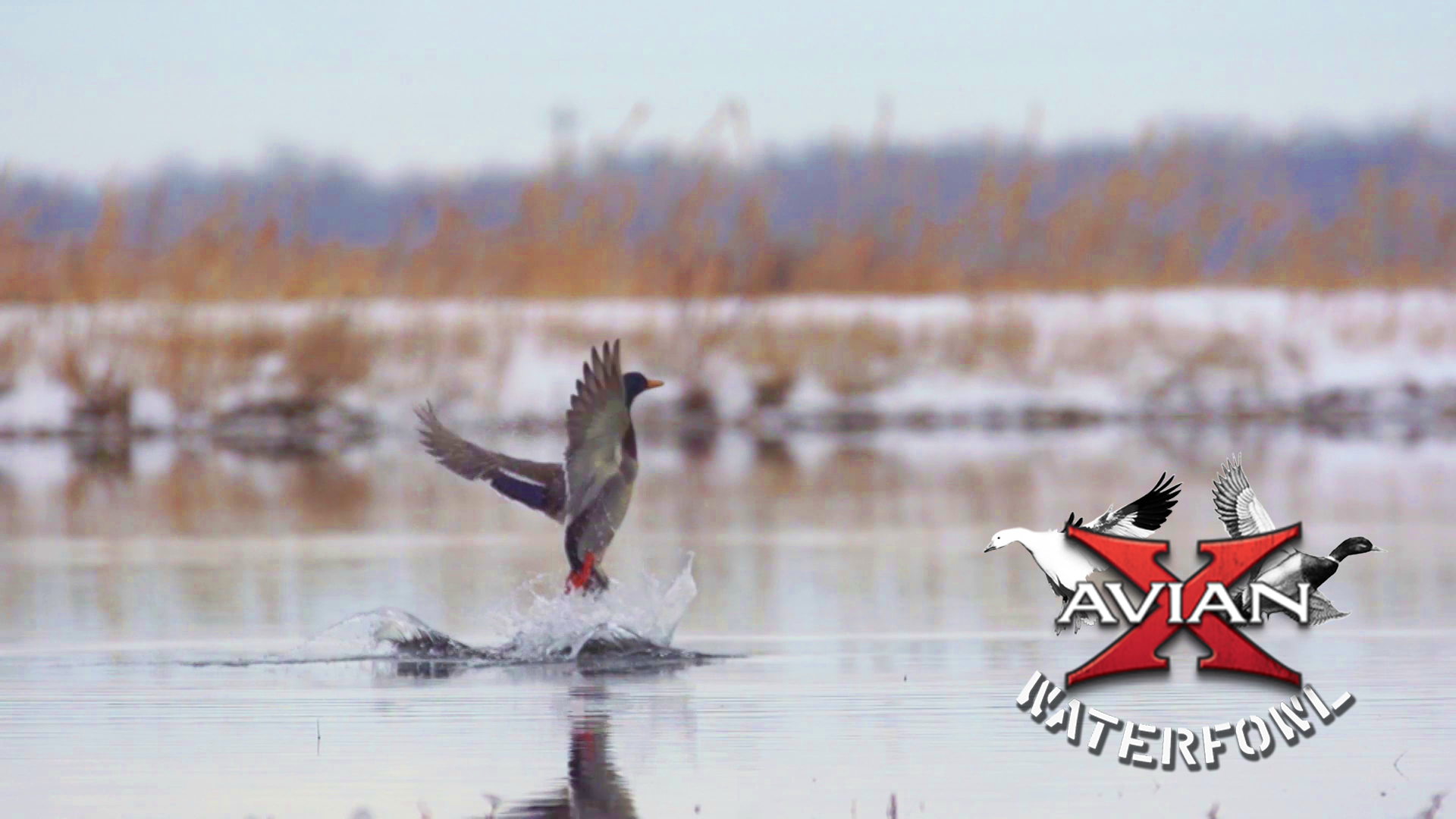 Hottub part 2 • Avian X Waterfowl