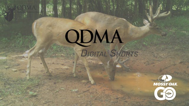 EHD Information • QDMA Shorts