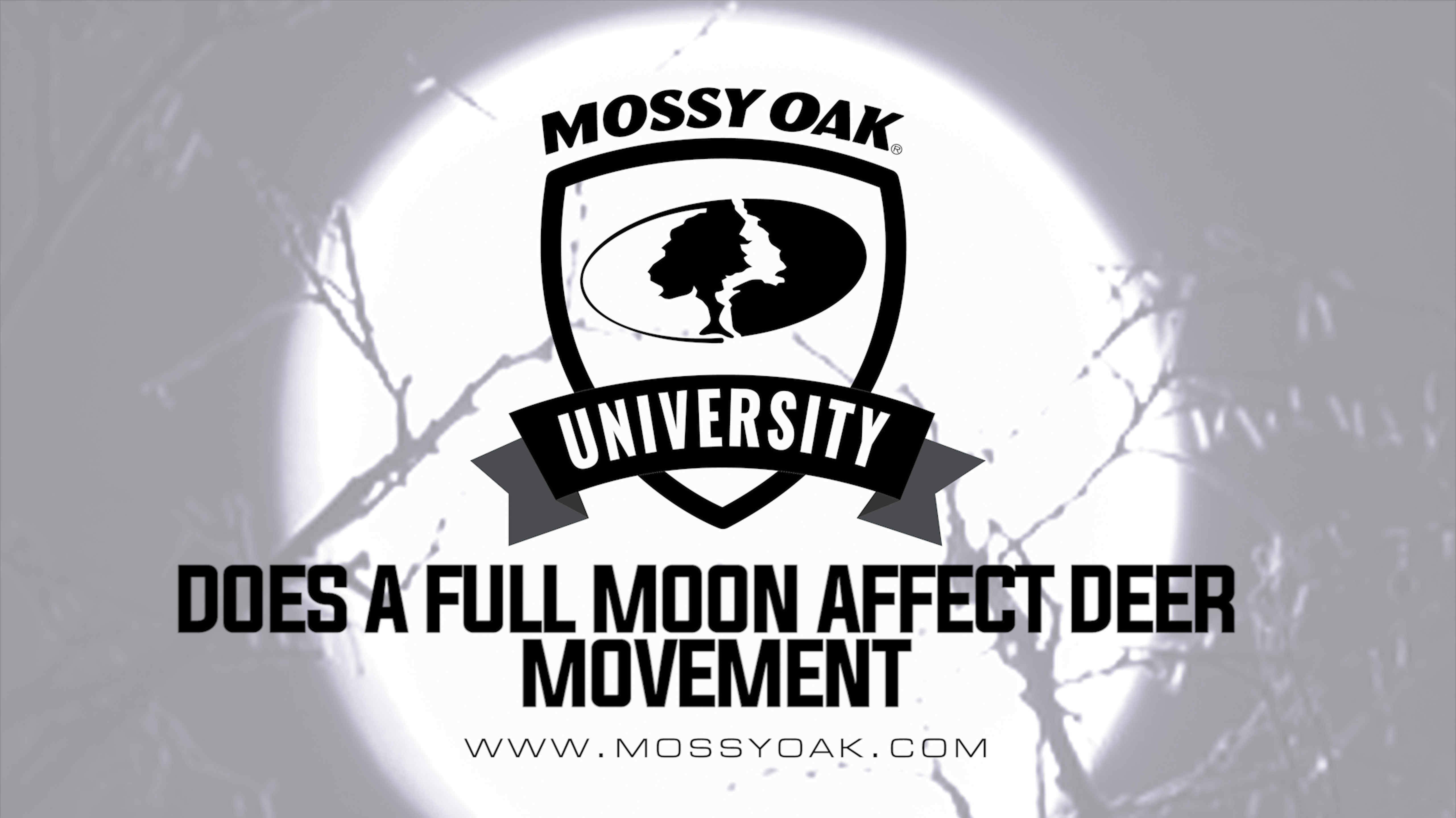 Does a Full Moon Affect Deer Movement