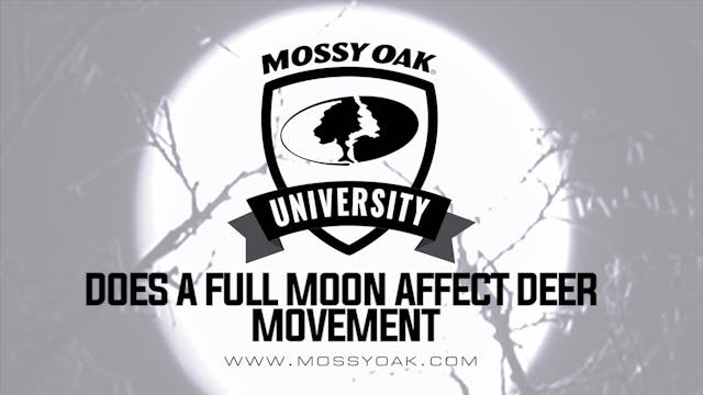 Does a Full Moon Affect Deer Movement