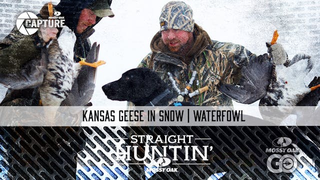 Kansas Geese in the Snow • Straight H...