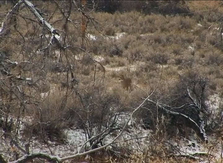In a Rut • Whitetails in Montana