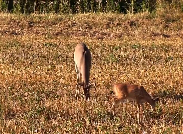 Second Chances • Archery Whitetails in the Midwest