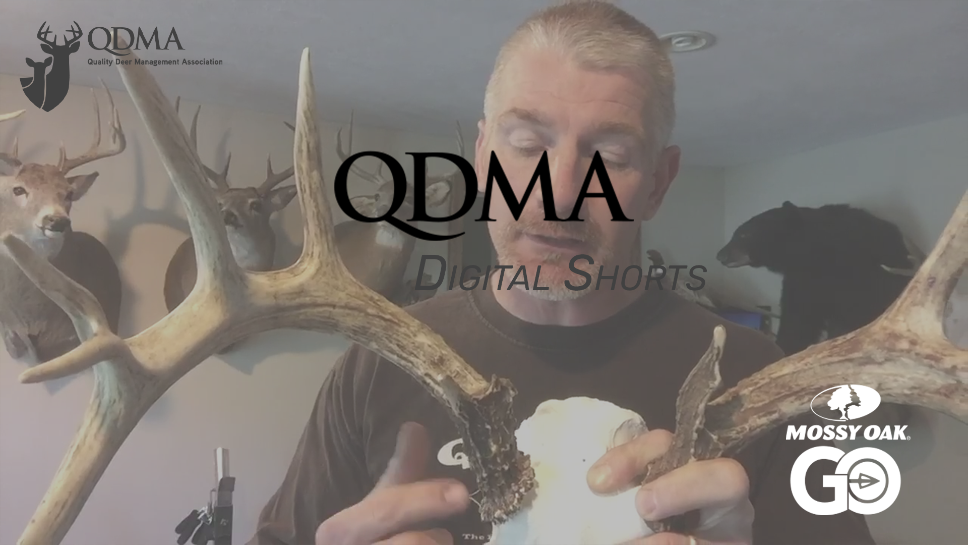 Deer Antler Growth and Info • QDMA Shorts