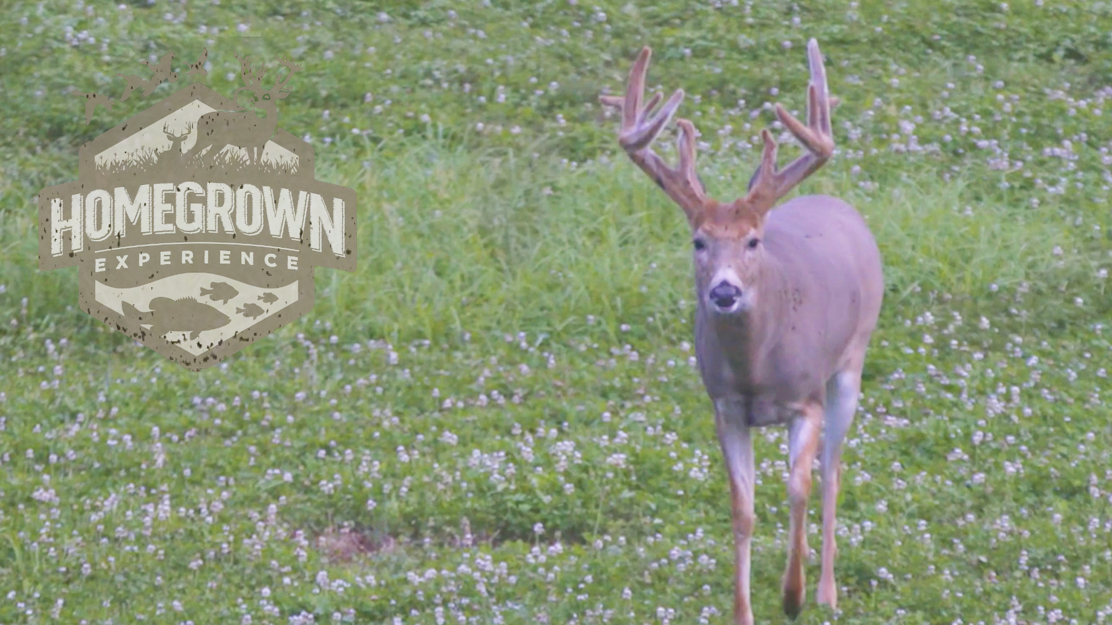 Homegrown Experience • Loppy 9