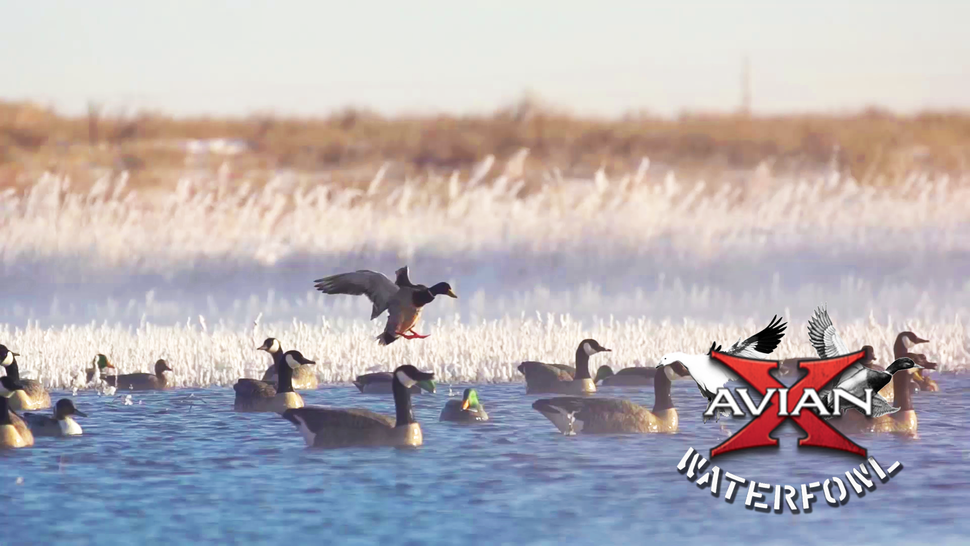 Hottub • Avian X Waterfowl