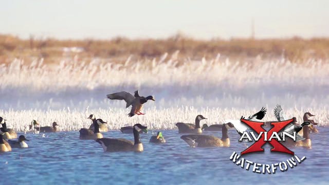 Hottub • Avian X Waterfowl