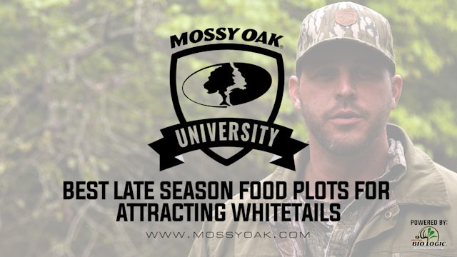 Best Late Season Food Plots for Attracting Whitetails