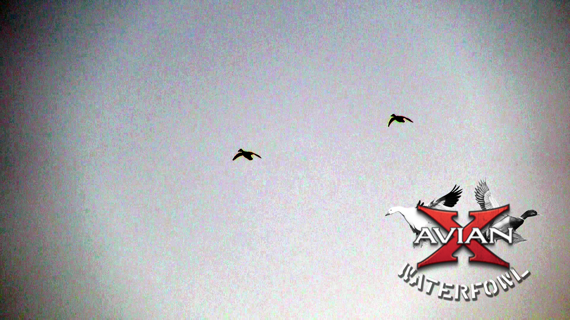 Sooner State Daucks • Avian X Waterfowl