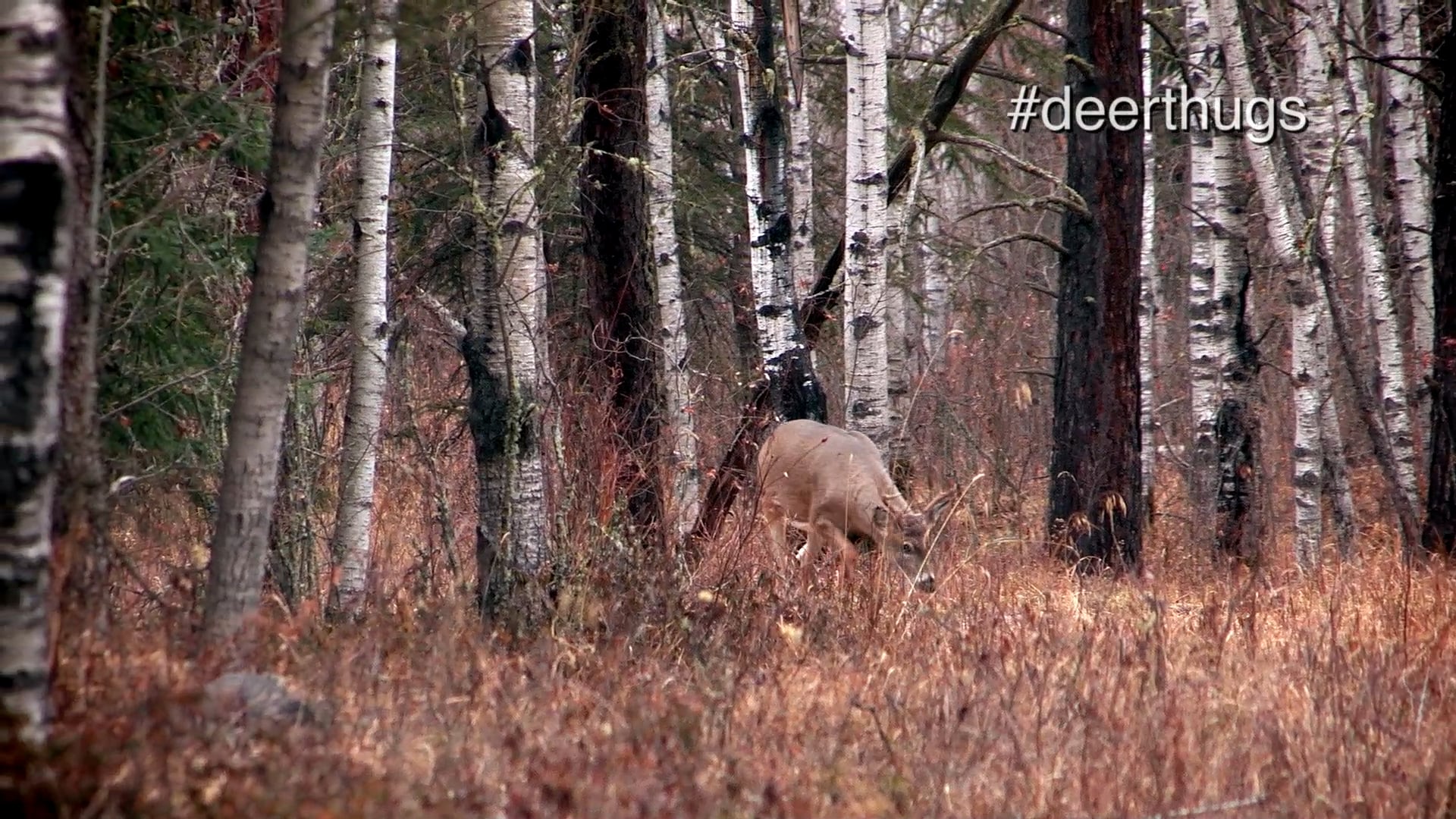 How to Hunt Canada • Wilderness Hunting Techniques