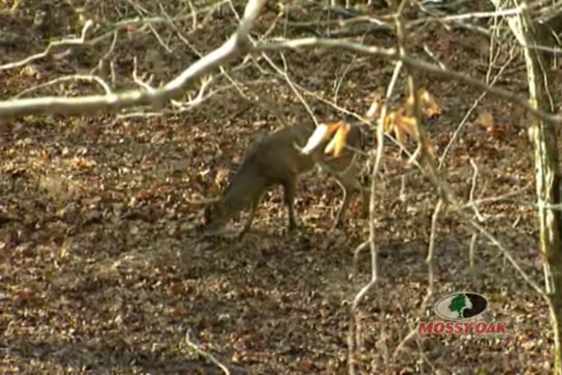 Bucks and Broadheads • Bowhunting in Mississippi and Texas; BB Gun Competition