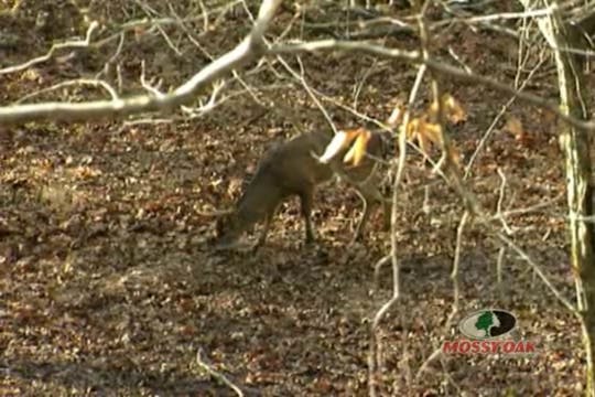 Bucks and Broadheads • Bowhunting in ...