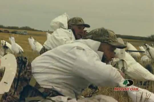 Geese of Canada • Snow Geese and Grea...