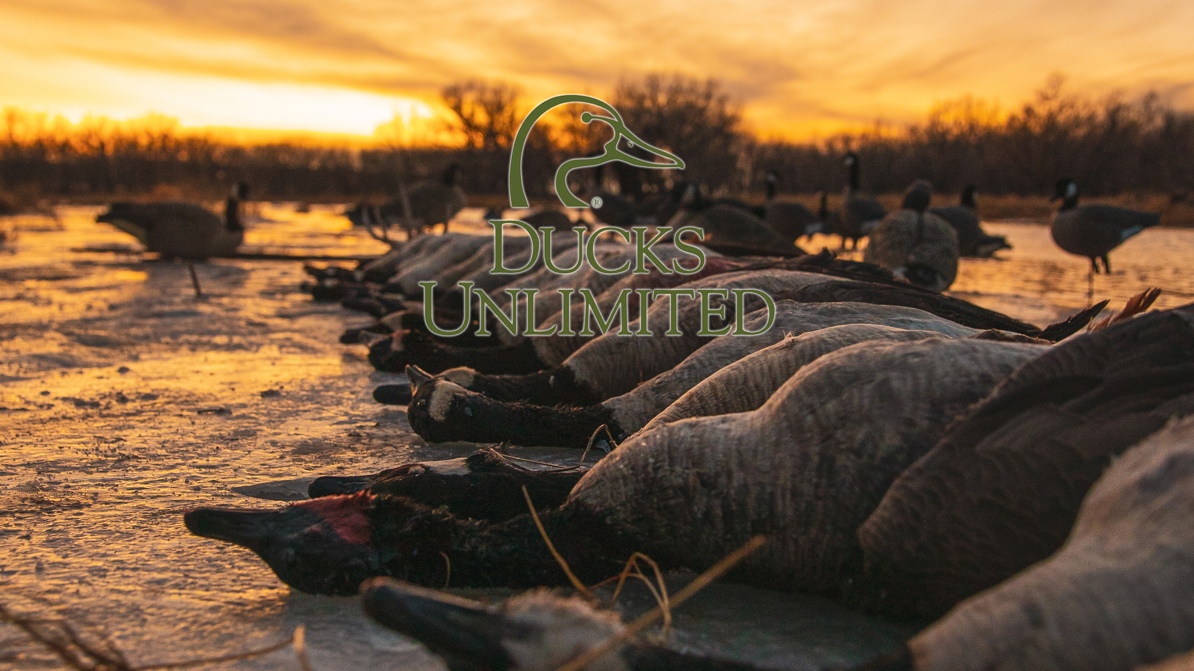 Cold Bay Beauties Part 1 • DU TV