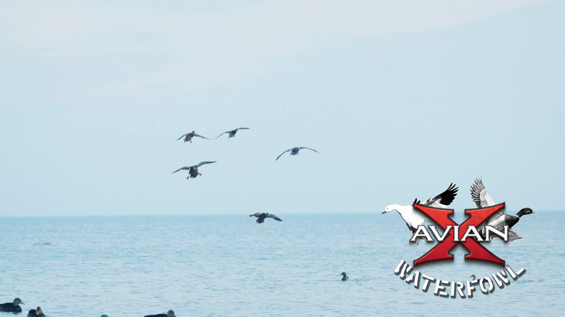 Camaraderie • Avian X Waterfowl