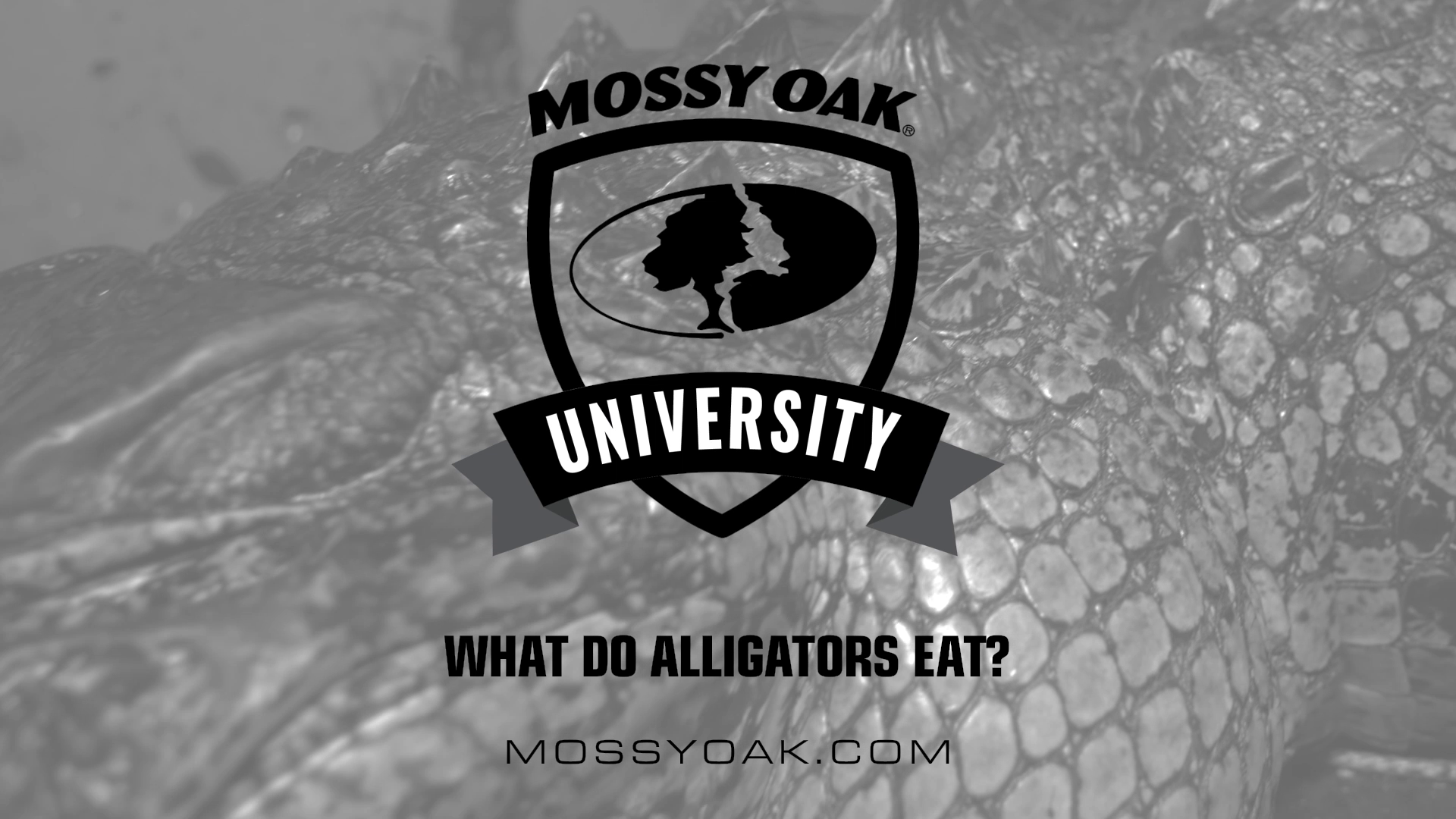What Do Alligators Eat? • Mossy Oak University