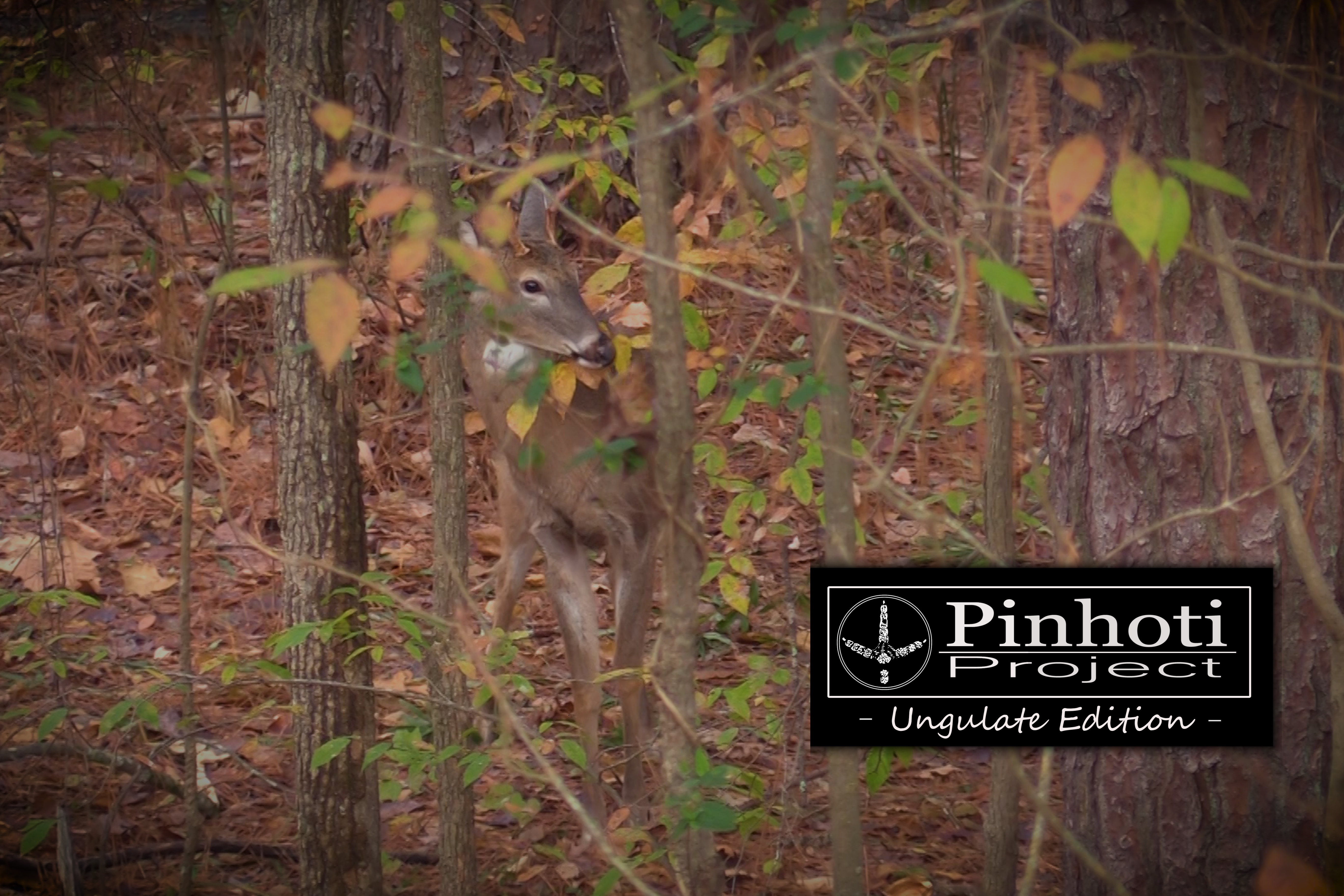 Ungulate Edition Ep3 • Pinhoti Project