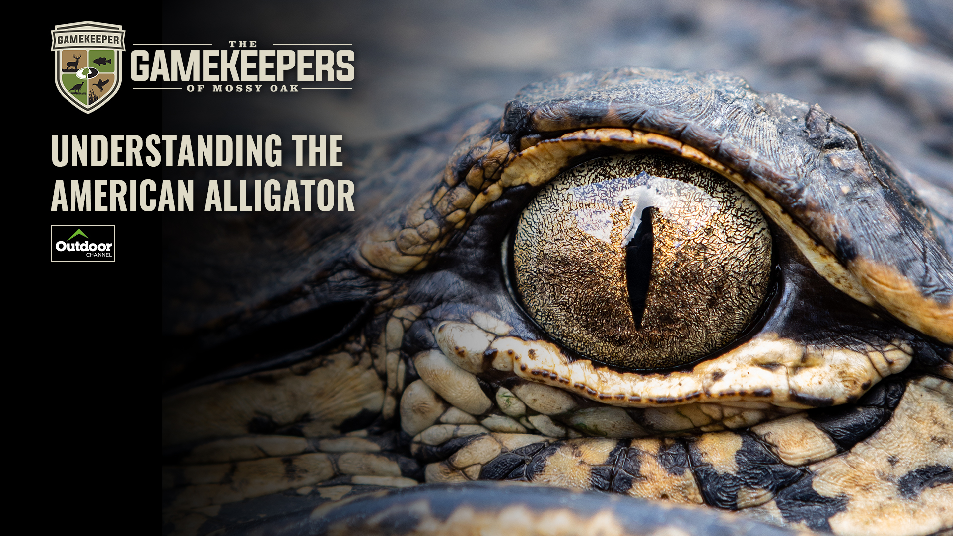 Understanding the American Alligator • Gamekeepers