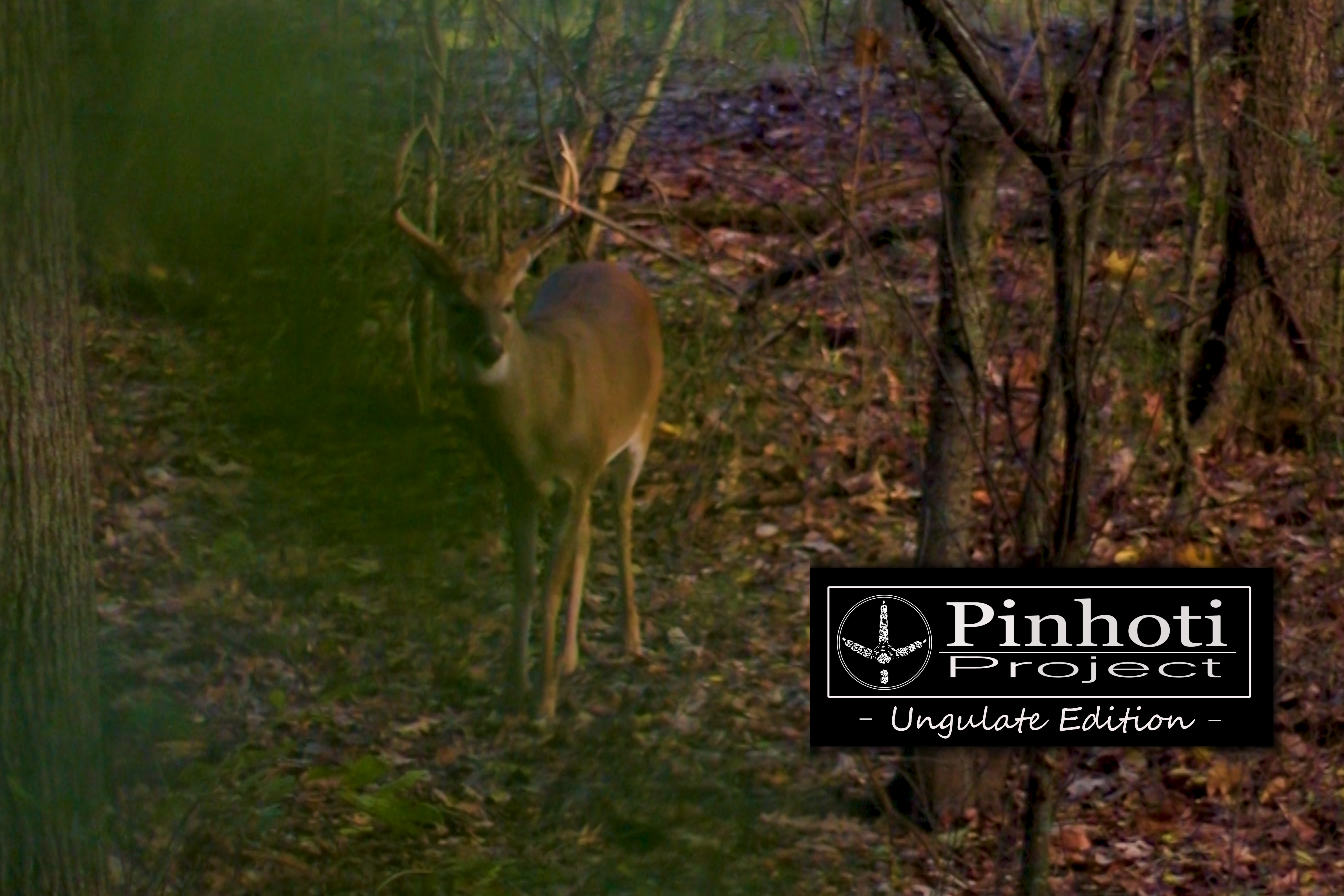 Ungulate Edition Ep2 • Pinhoti Project