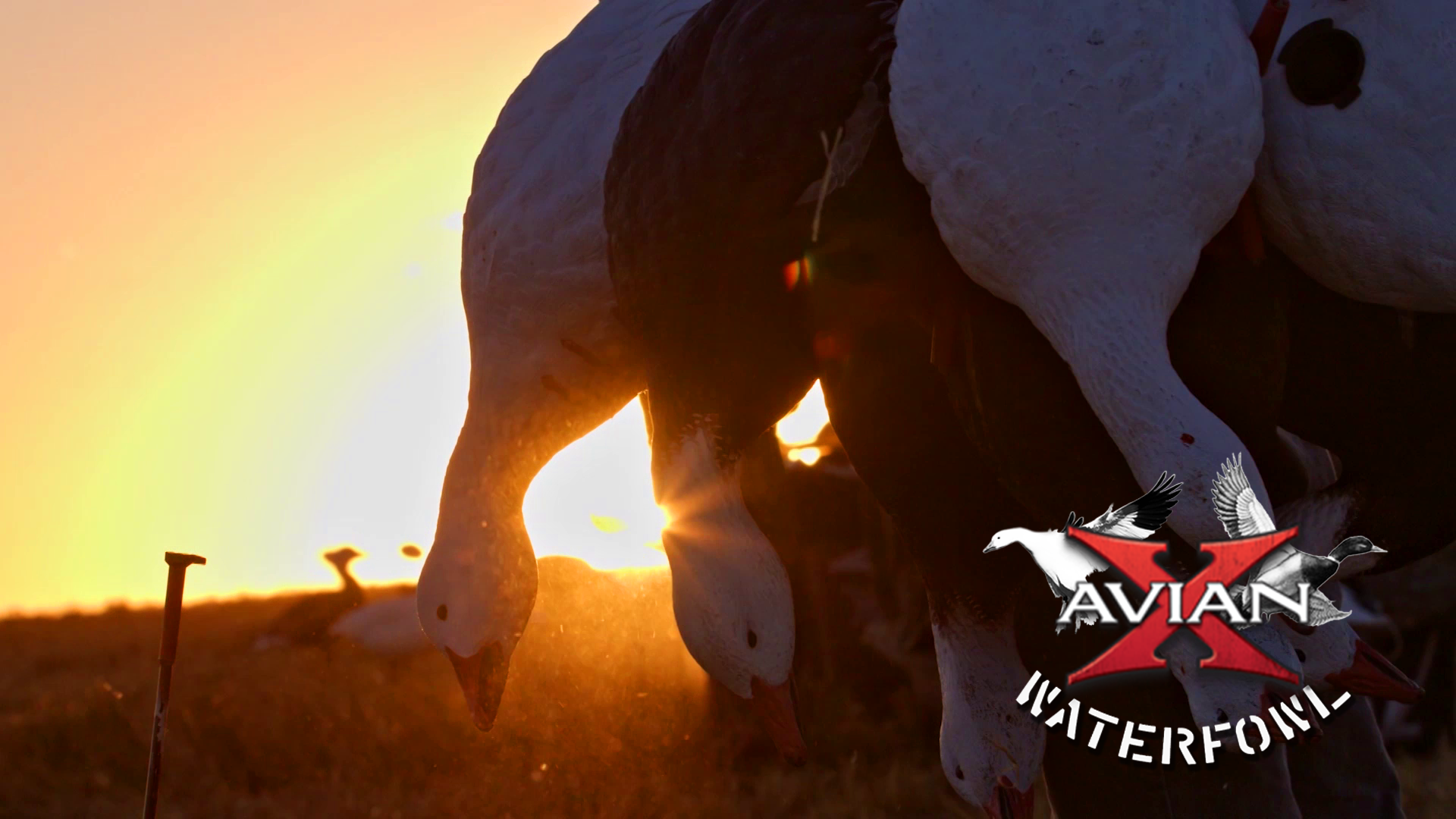 Snow Goose Grind • Avian X Waterfowl