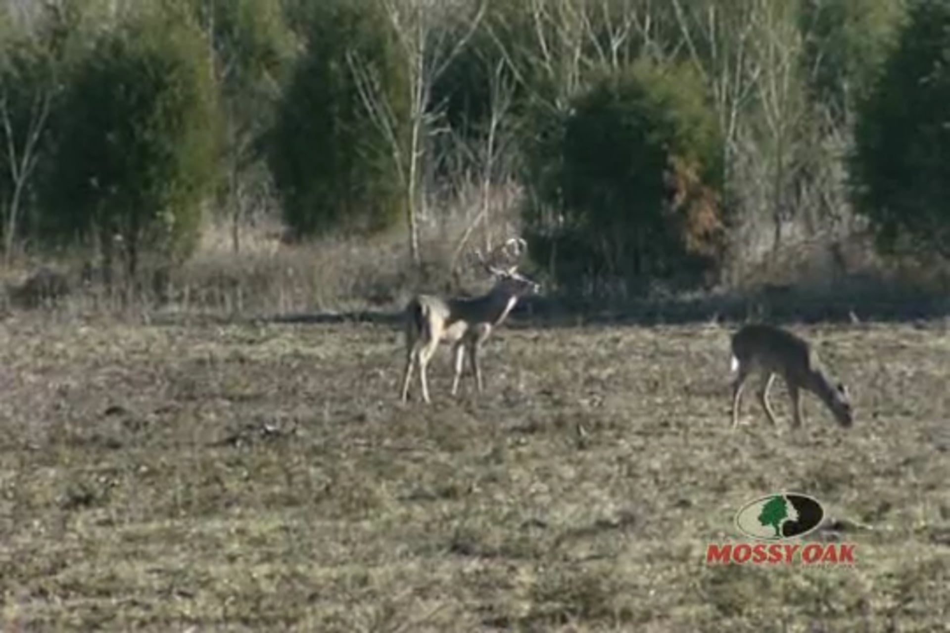 Main Beam Magic • Big Mississippi Bucks