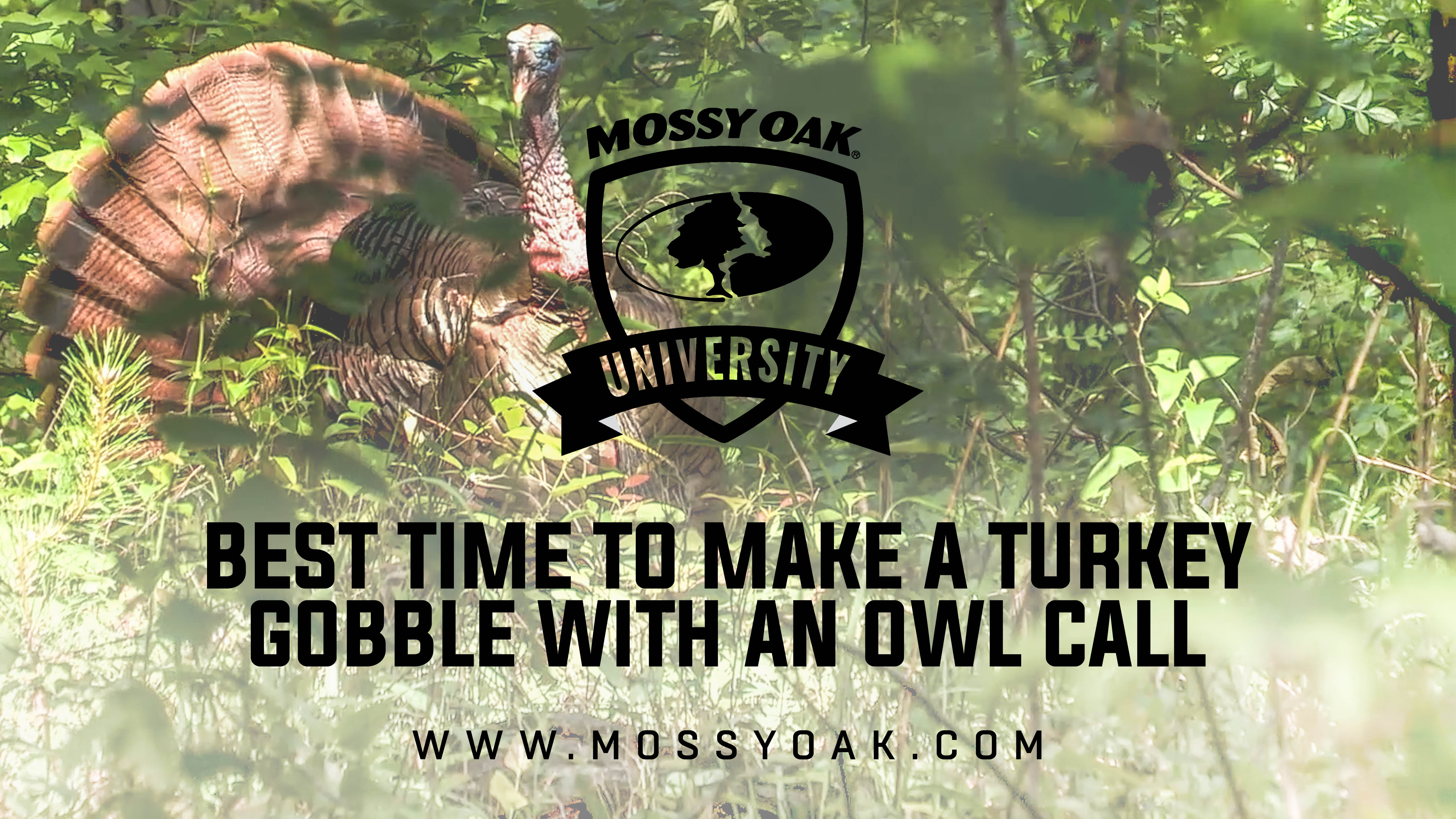 Best Time to Make a Turkey Gobble with an Owl Call