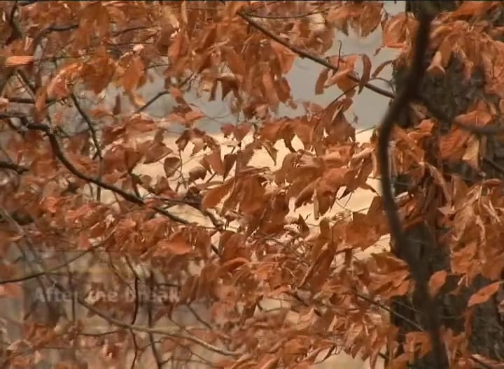 North Wind • Ghosts in the Timber